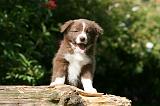 BORDER COLLIE 1272